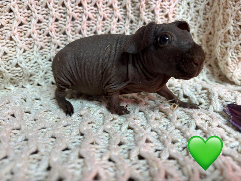 Skinny morčátka, samečci s PP