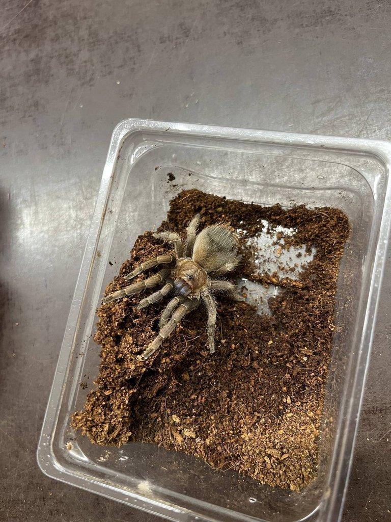 Grammmostola pulchra ....... ZIVA 20.12.