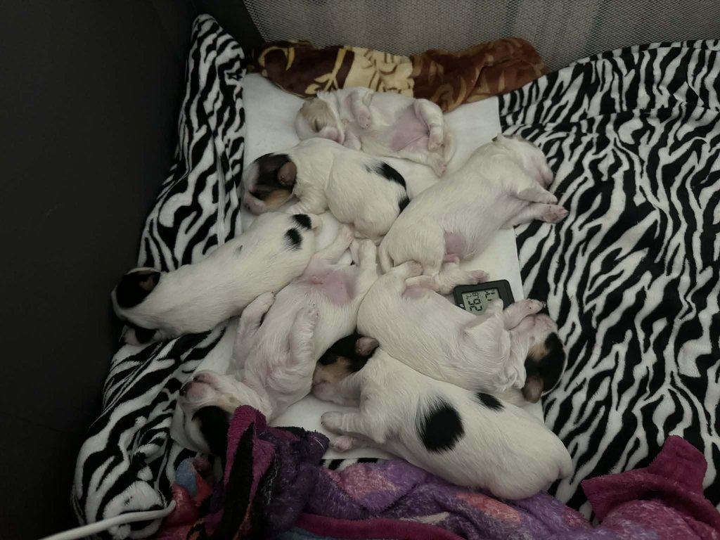 Nabízím k rezervaci štěňátka biewer teriér bez PP