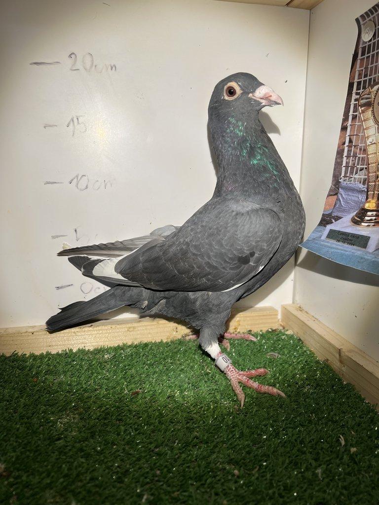 Poštovní Holub - Výletky 2025