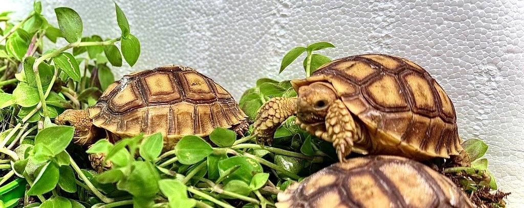 Želva ostruhatá (Centrochelys sulcata)