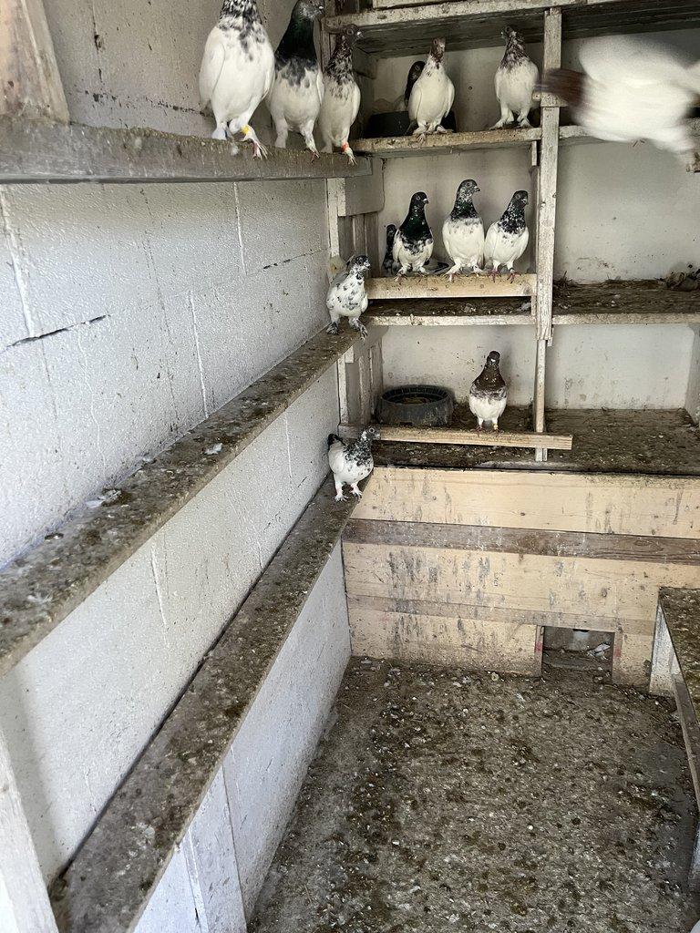 BUDAPEŠŤSKÝ VYSOKOLETEC