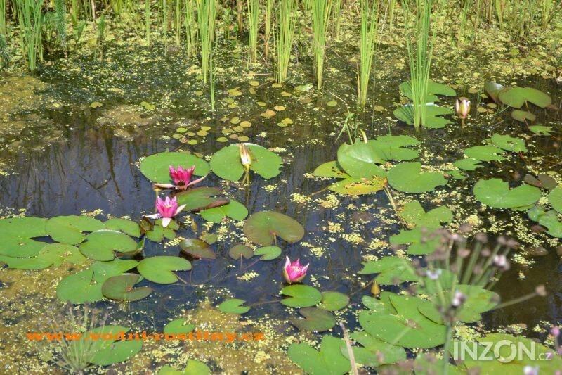 vodní rostliny