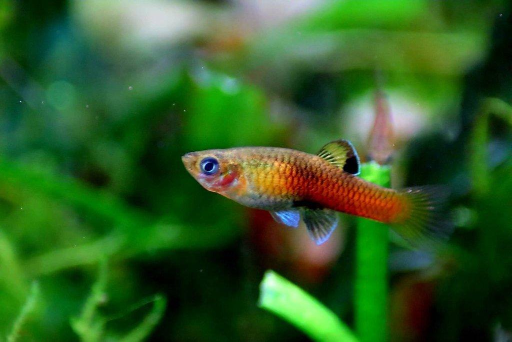 Krátkotělka Kostarická (Phallichthys Tico)