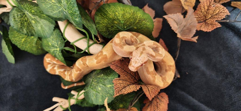 Boa constriktor sunglow