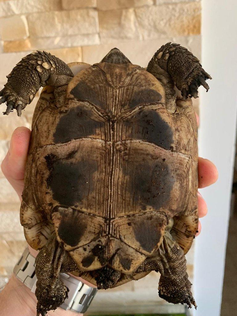 Testudo Hermani skupina