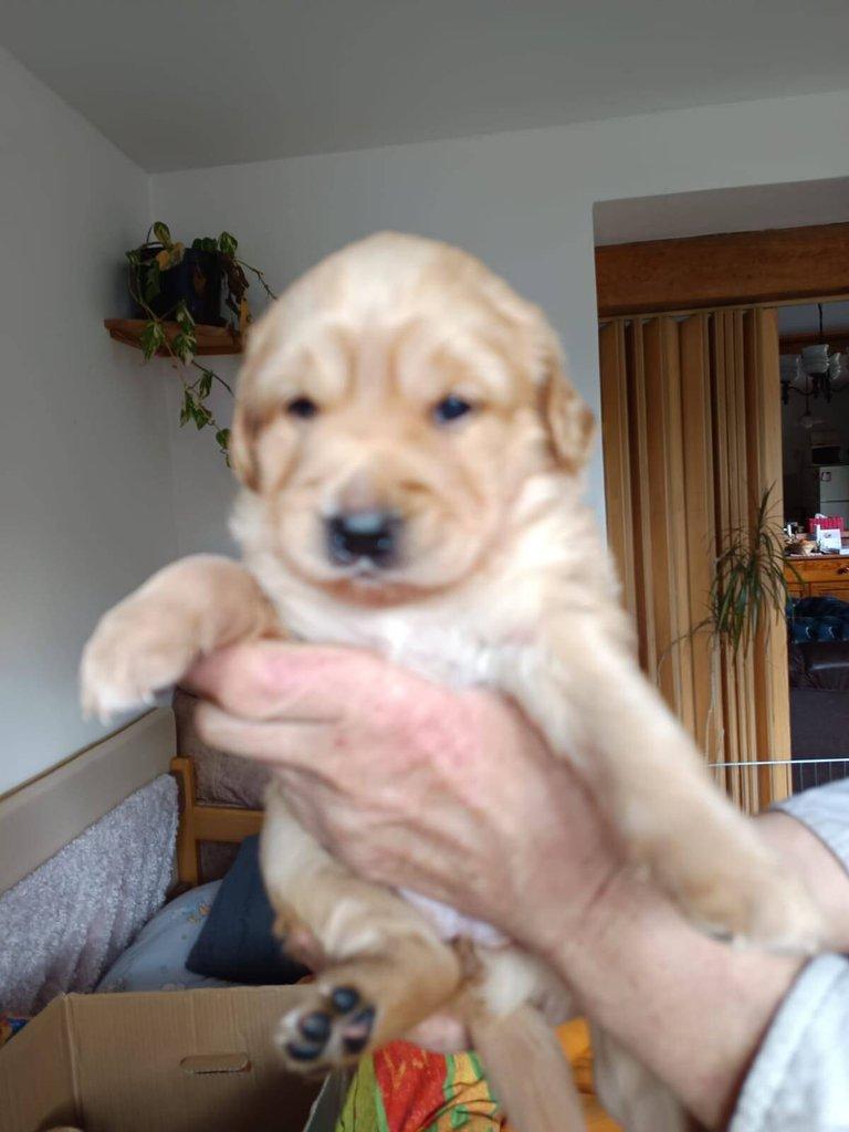 Štěňata- kříženci