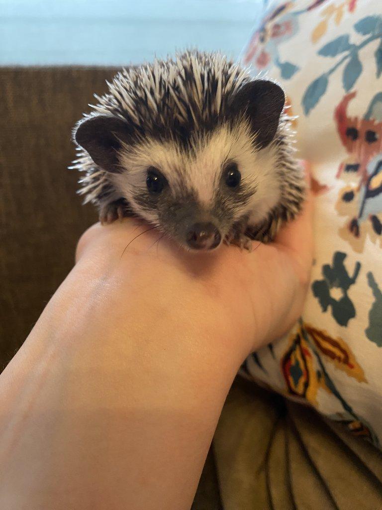 Africký pygmy ježek s PP - Chovatelská stanice Ježkovy voči