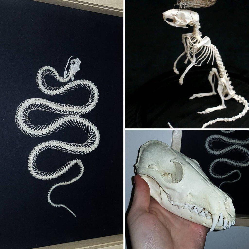 Přeberu / odkoupím úhyny zvířat (preparace, preparáty, mrtvoly..)