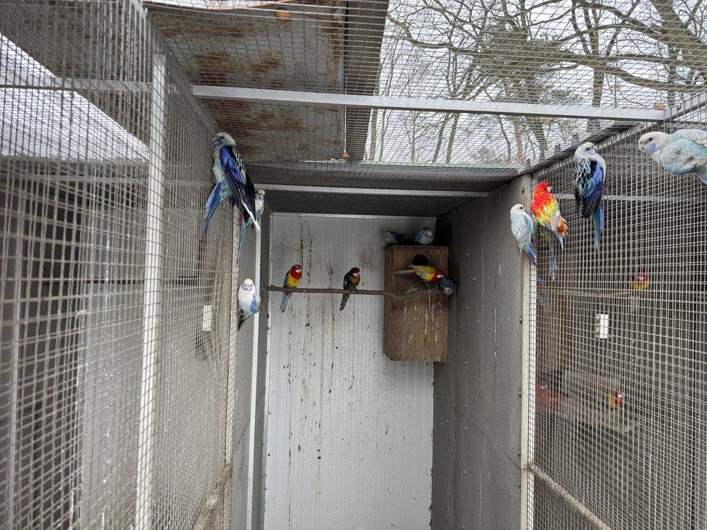 Rosela pestrá - Modrá štěpitelná na černou 2025