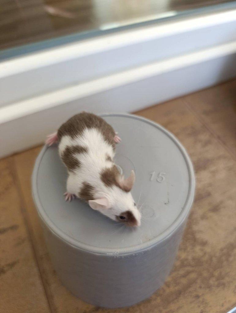 Barevné Fancy myšky