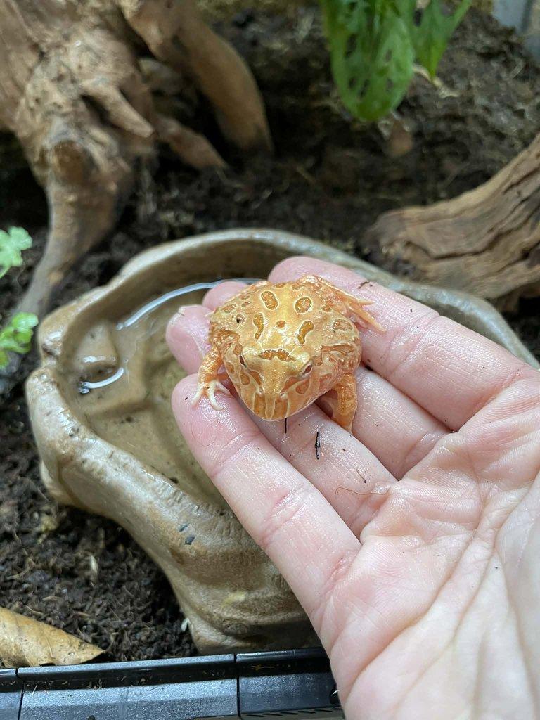 Rohatky Samurai strawberry pikachu apricot albino