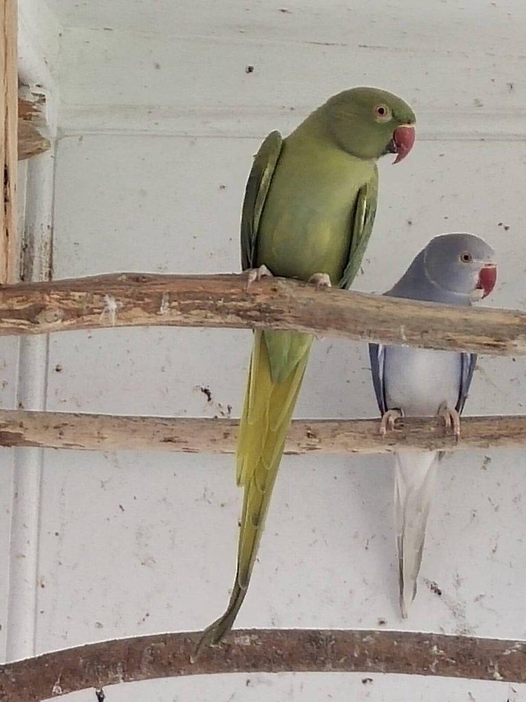 Alexandr malý mutace