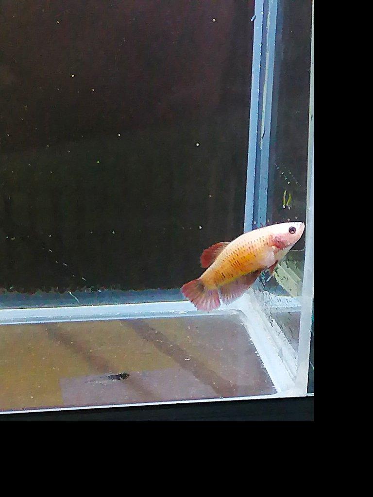 Betta Splendens - odchov