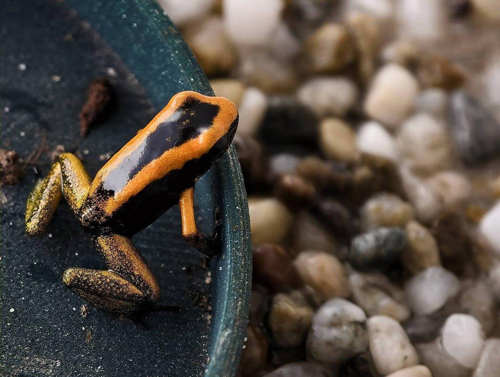 Dendrobates azureus, Phyllobates bicolor