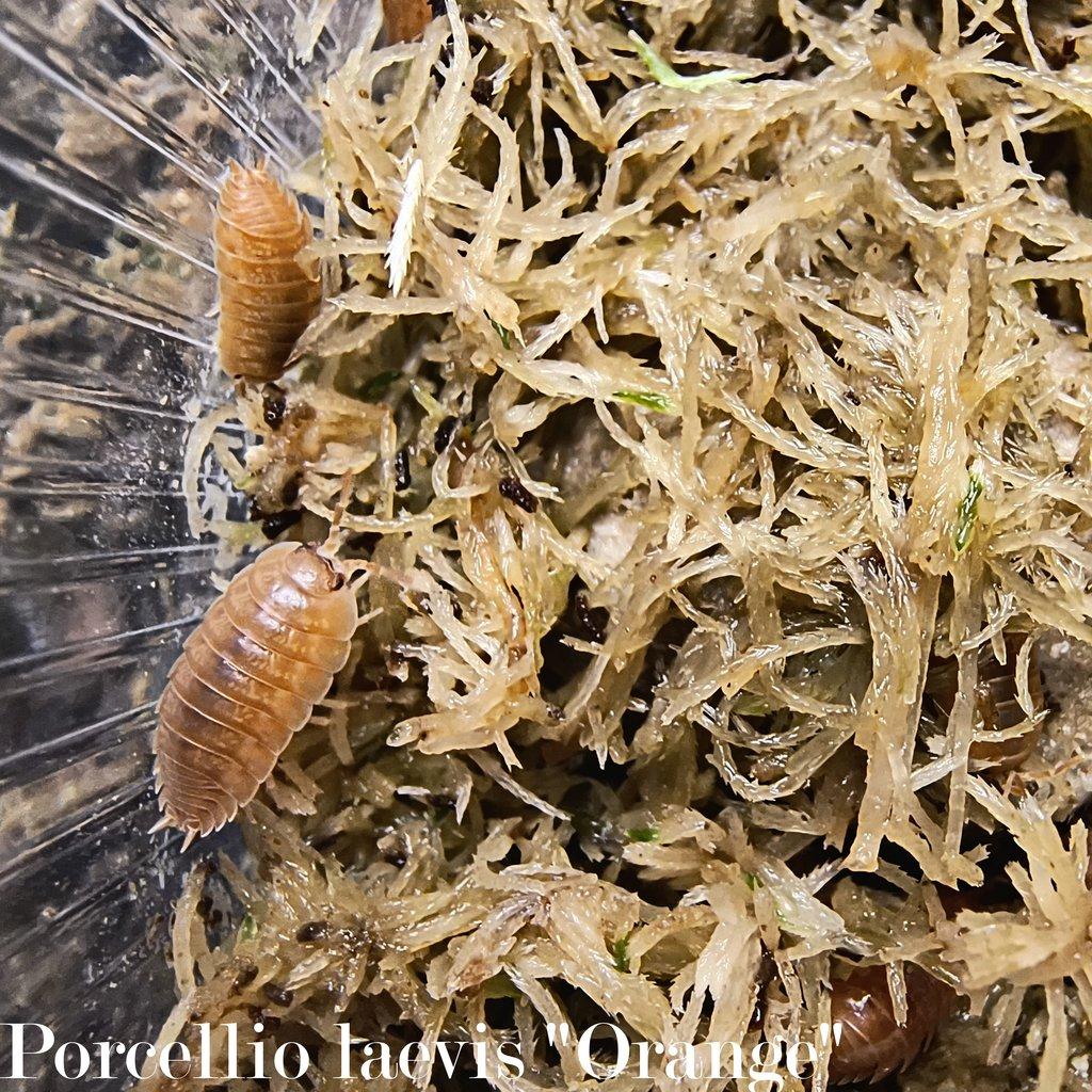 ISOPODY·STÍNKY - Aquatera Olomouc 23.11. / Akce 2+1