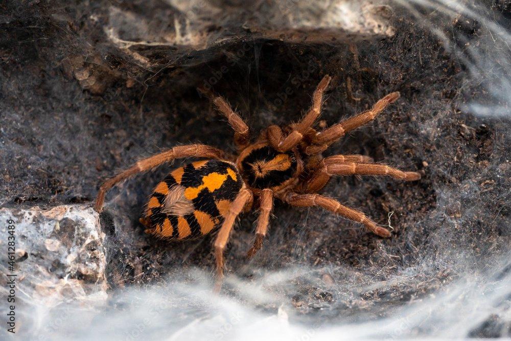 Poecilotheria metallica