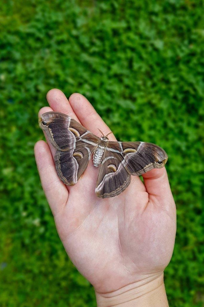 Motýli Martináč pajasanový - Samia cynthia