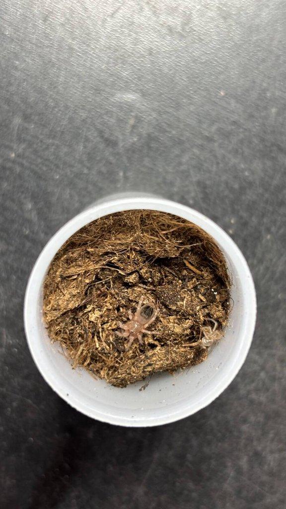 Nhandu chromatus - mláďata