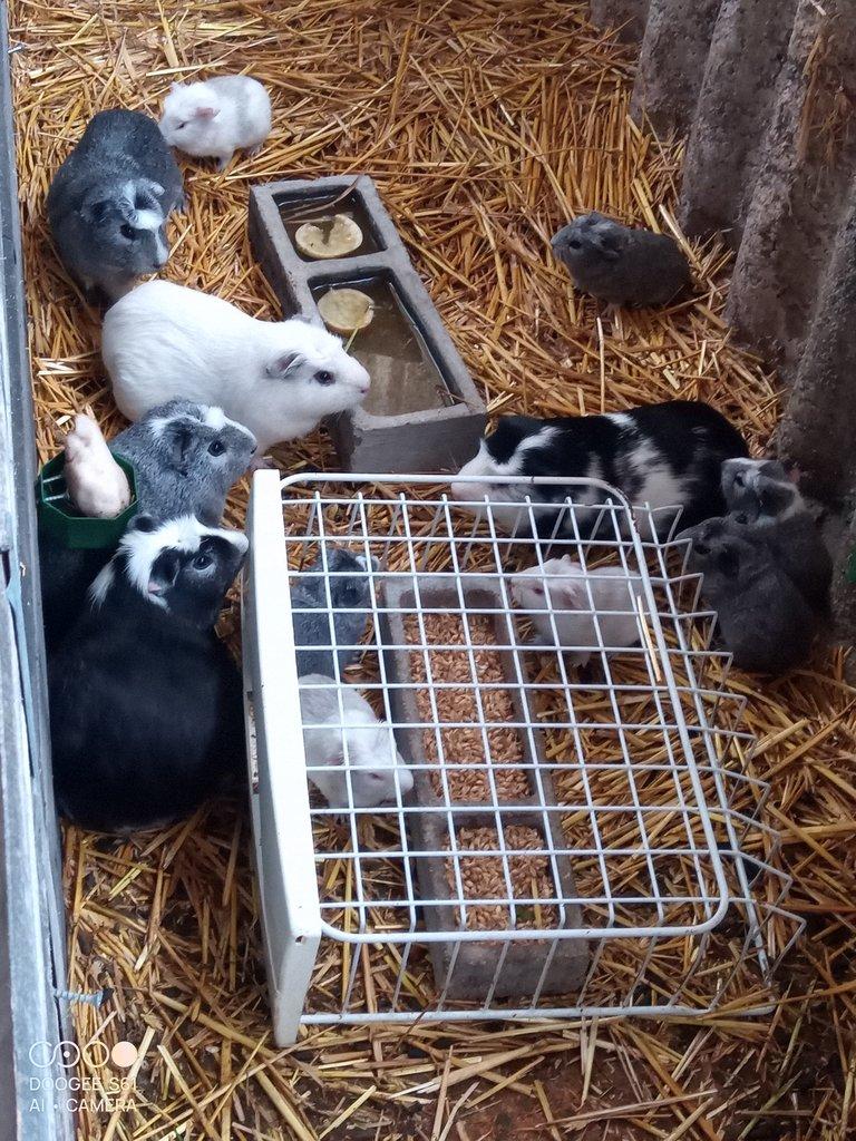 Obří Cuy morčata Doležal morče cuy