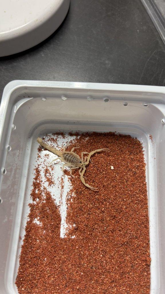 Štíři - aktuální nabídka 13.11