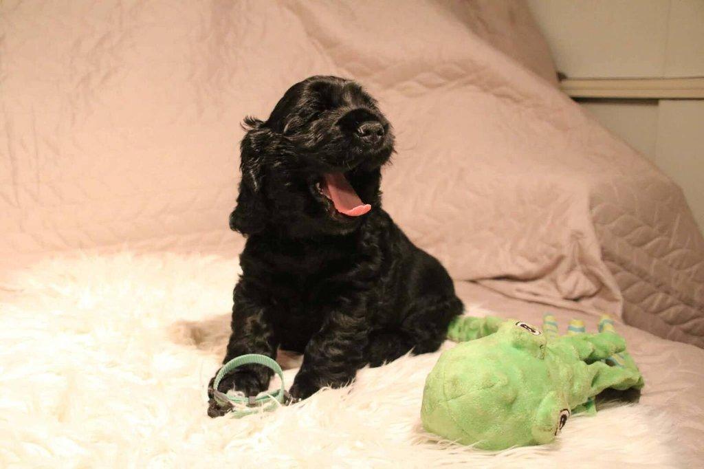 Anglický kokršpaněl s PP - 2 volní pejsci