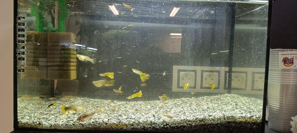Ruším akvárium