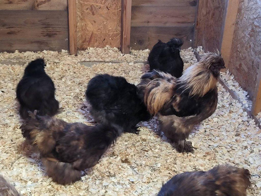 Hedvábničky velké černé a čokoládové