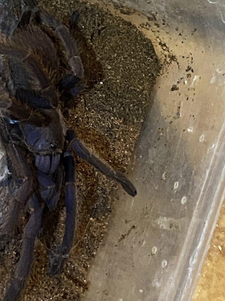 samici Chilobrachys sp. Blue