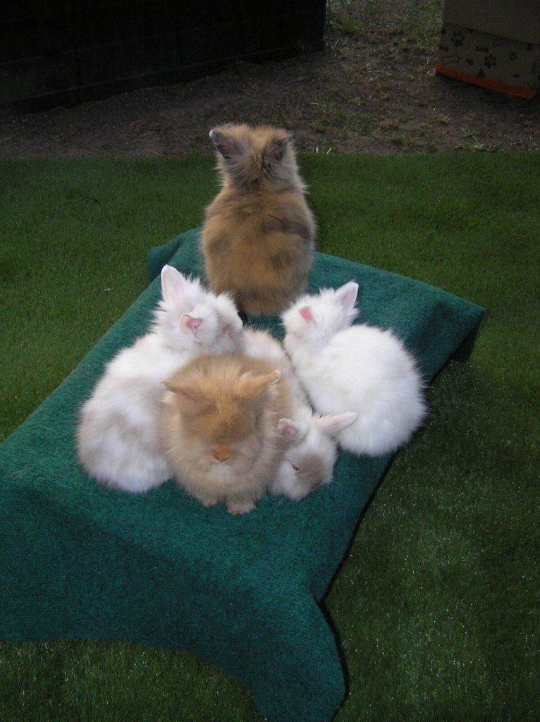 Teddy králíčci mláďata z kvalitního chovu