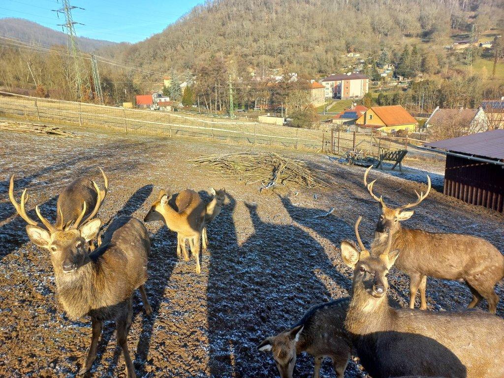 Jelen sika Dybowského