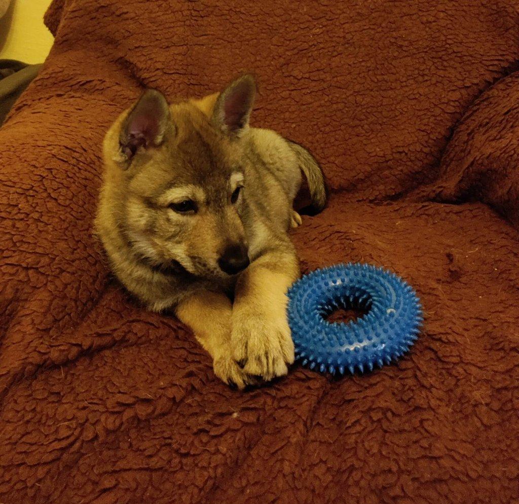 Československý vlčák - štěně s PP