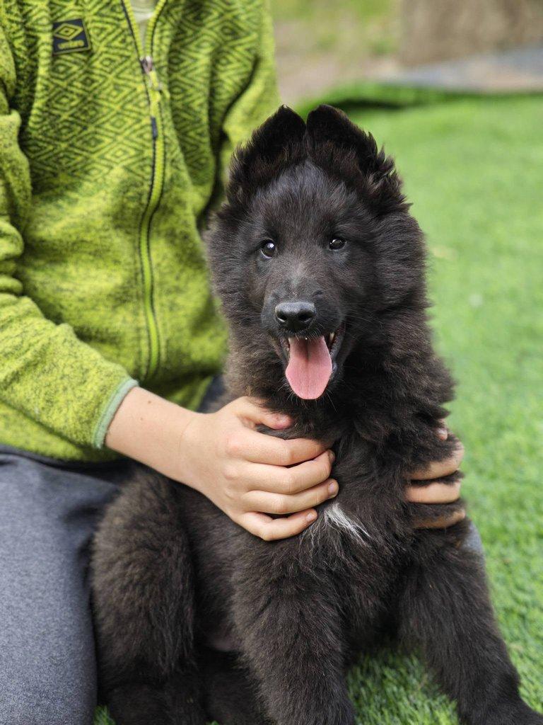 Belgický ovčák - Groenendael, 3 měs. pejsek s PP