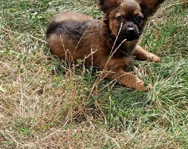 štěňata jezevčíka dlouhosrstého – Kříženec