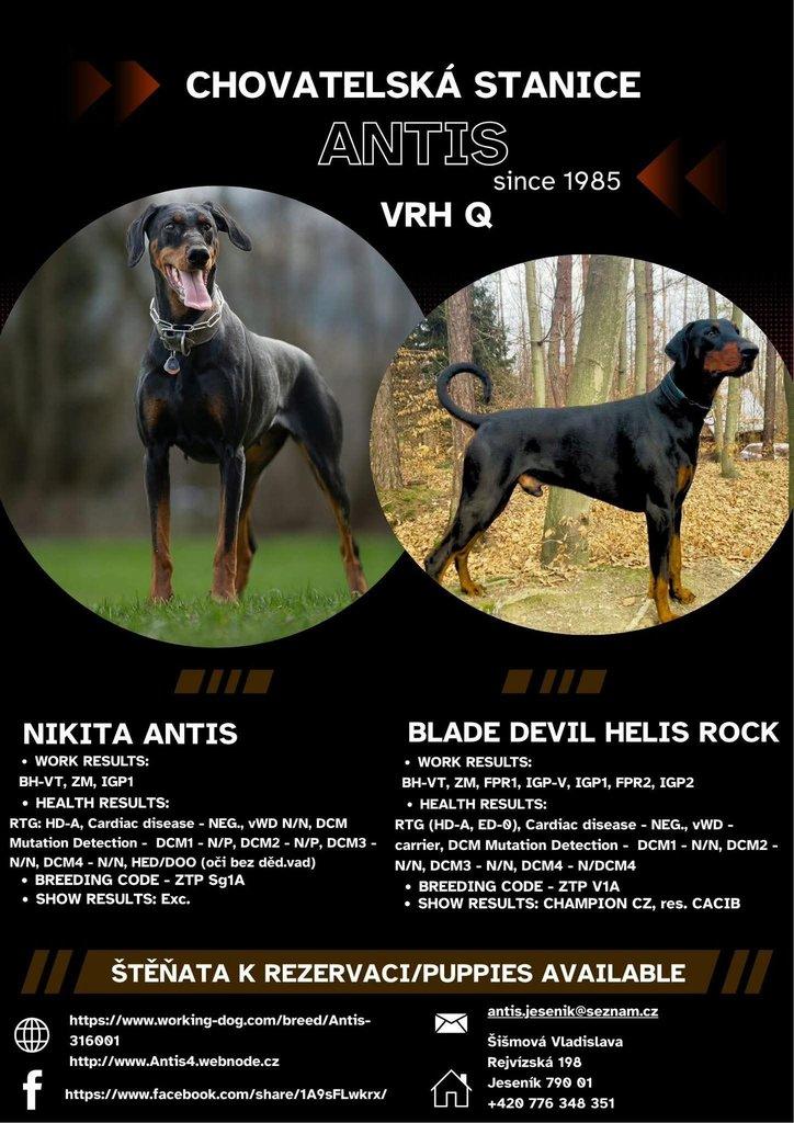 Dobrman ,štěně pes s PP