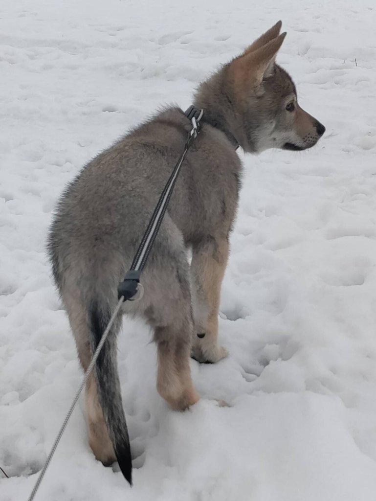 Československý vlčák - štěně s PP TOP prac.spojení