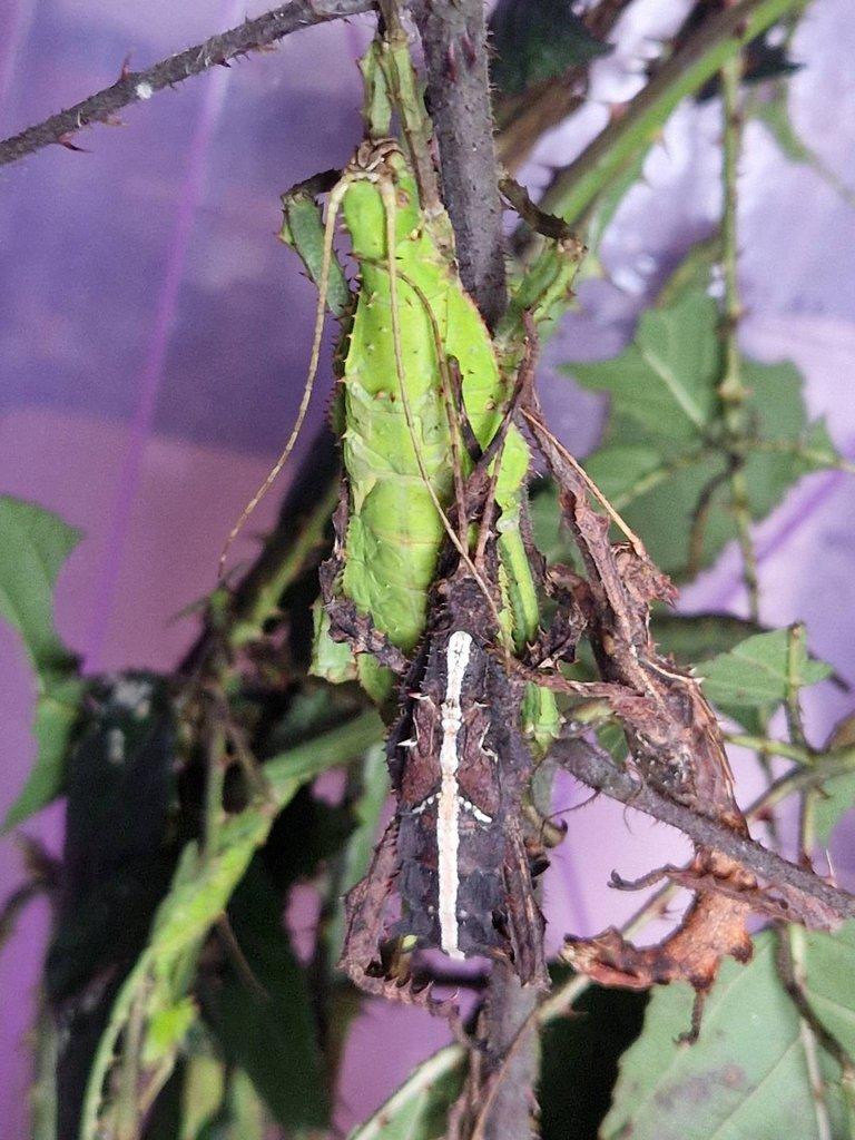 Heteropteryx dilatata - Strašilka obrovská