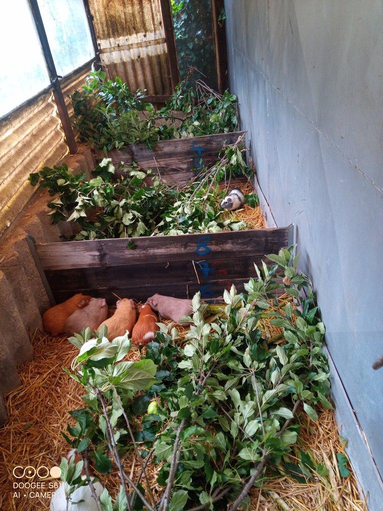 Obří Cuy morčata Doležal morče cuy