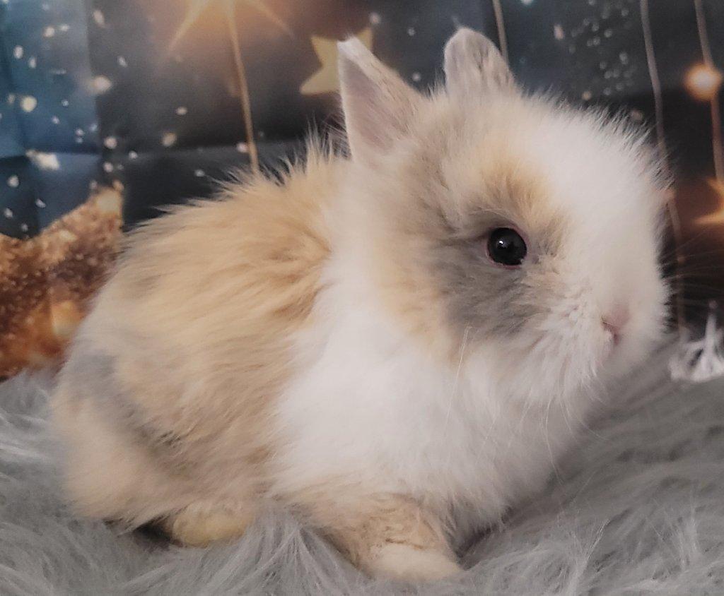 Zakrslý králík teddy