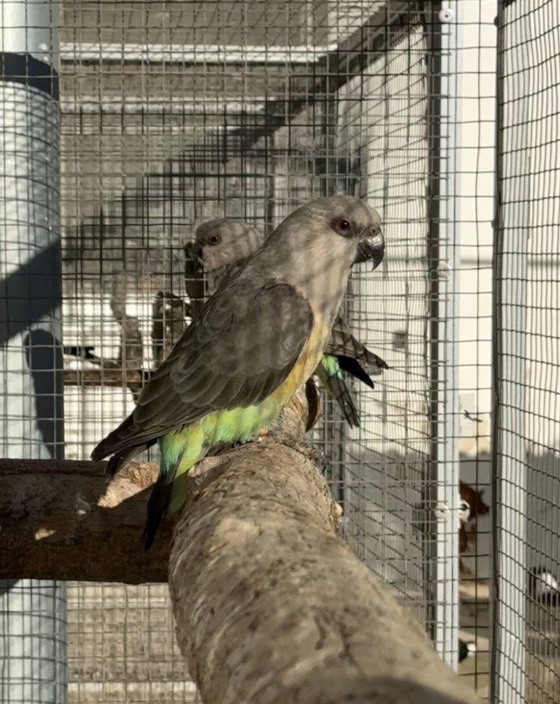 0.2 Papoušek červenobřichý (P. Rufiventris)