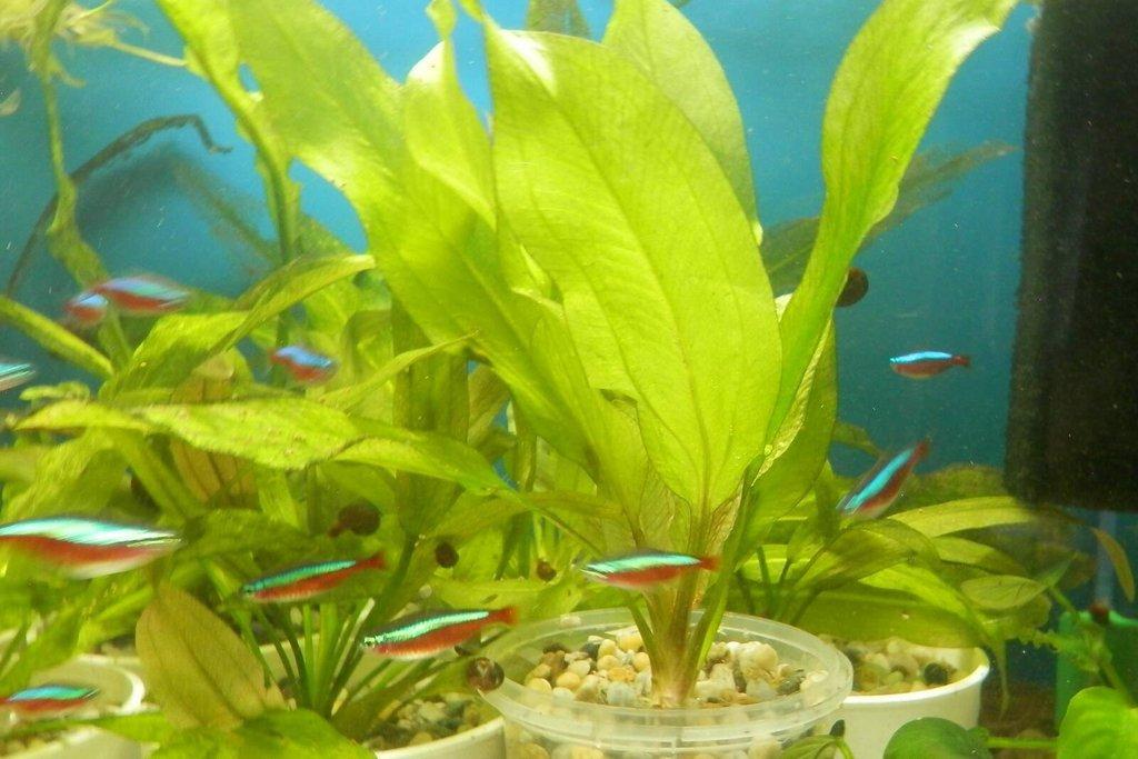 Neonka červená- Paracheirodon axelrodi