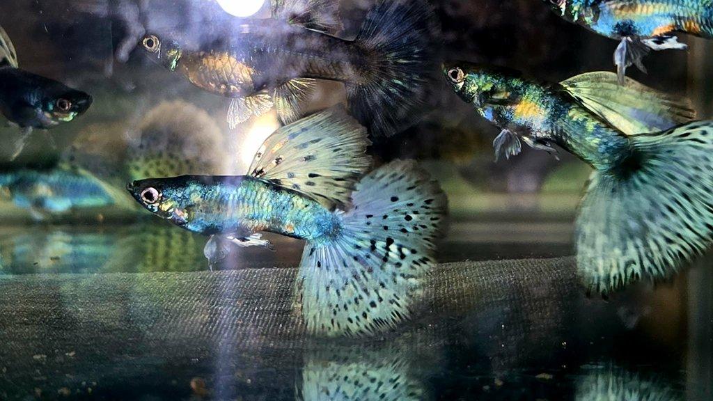 Krásná paví očka - 2 plus 1.