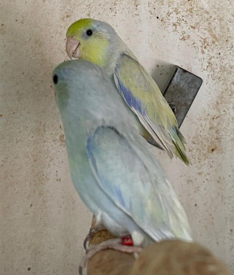 Papoušíček šedokřídlý