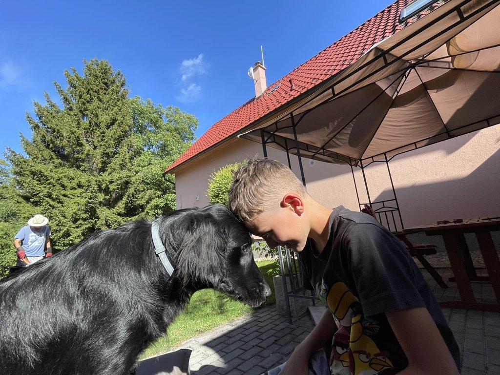 Štěňátka Flat Coated Retriever s PP