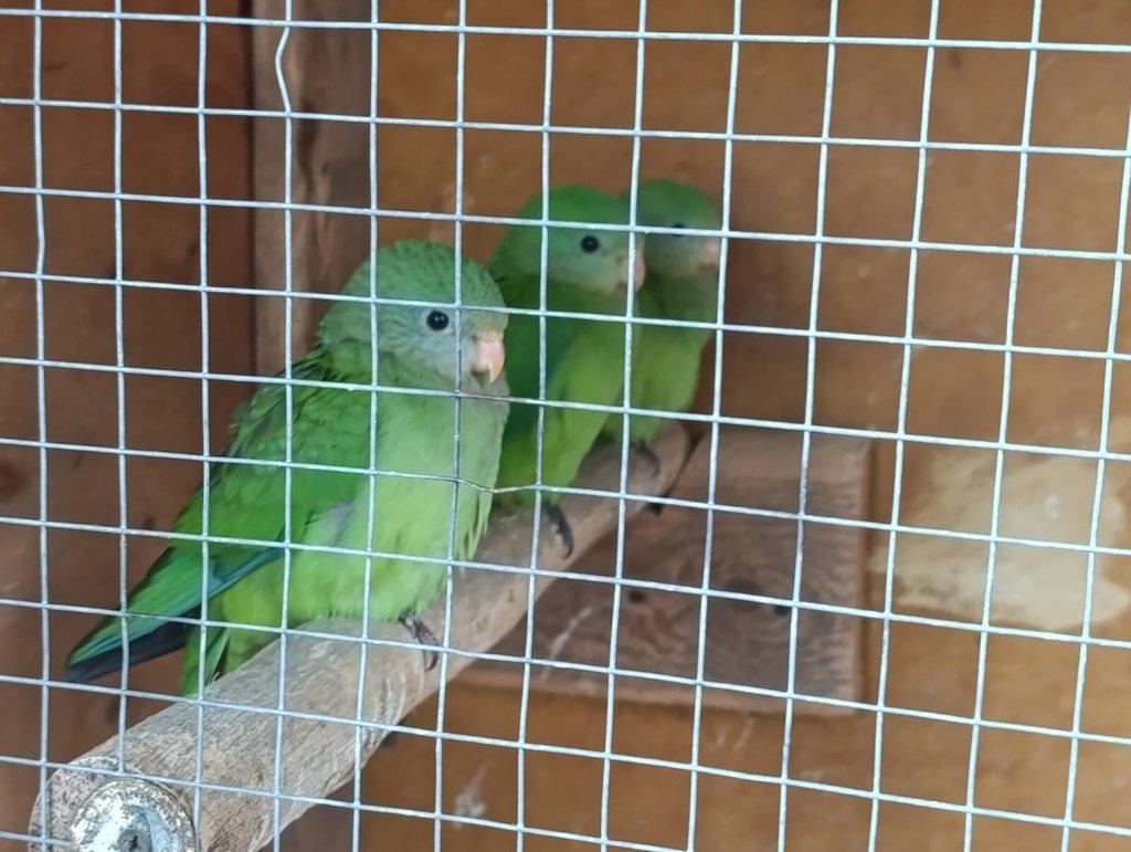 Papoušek nádherný