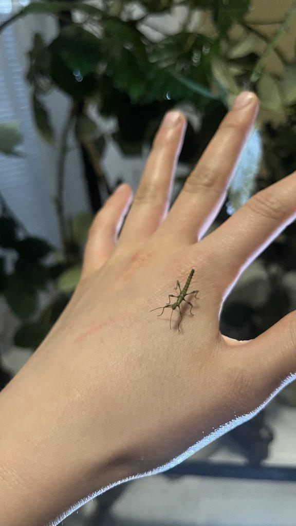 Flexárium se strašilkami