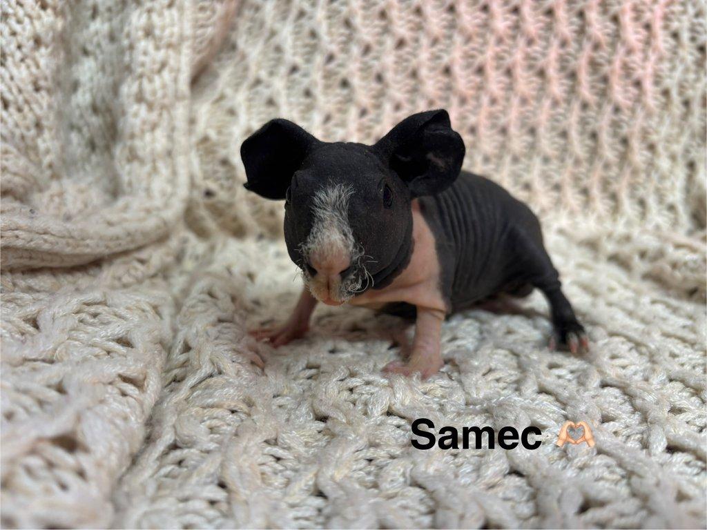 Skinny morčátka, samečci s PP