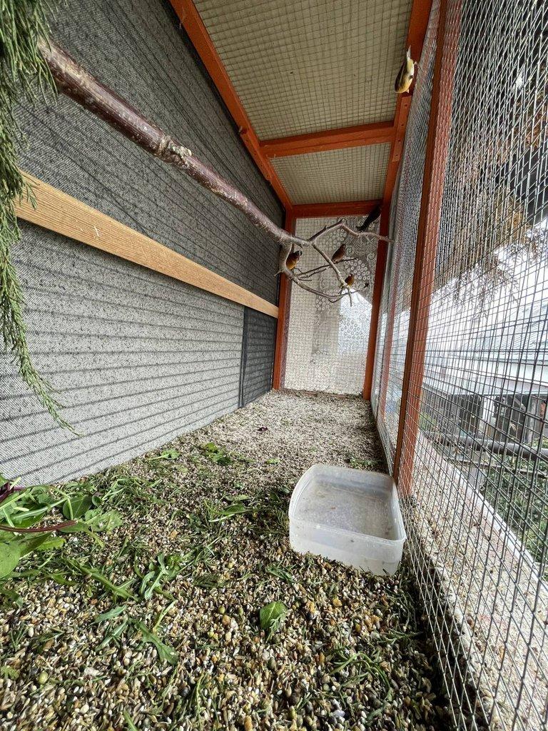 Kříženec konopka x kanářice