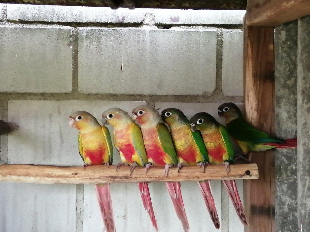 Pyrury zelenolící mutace