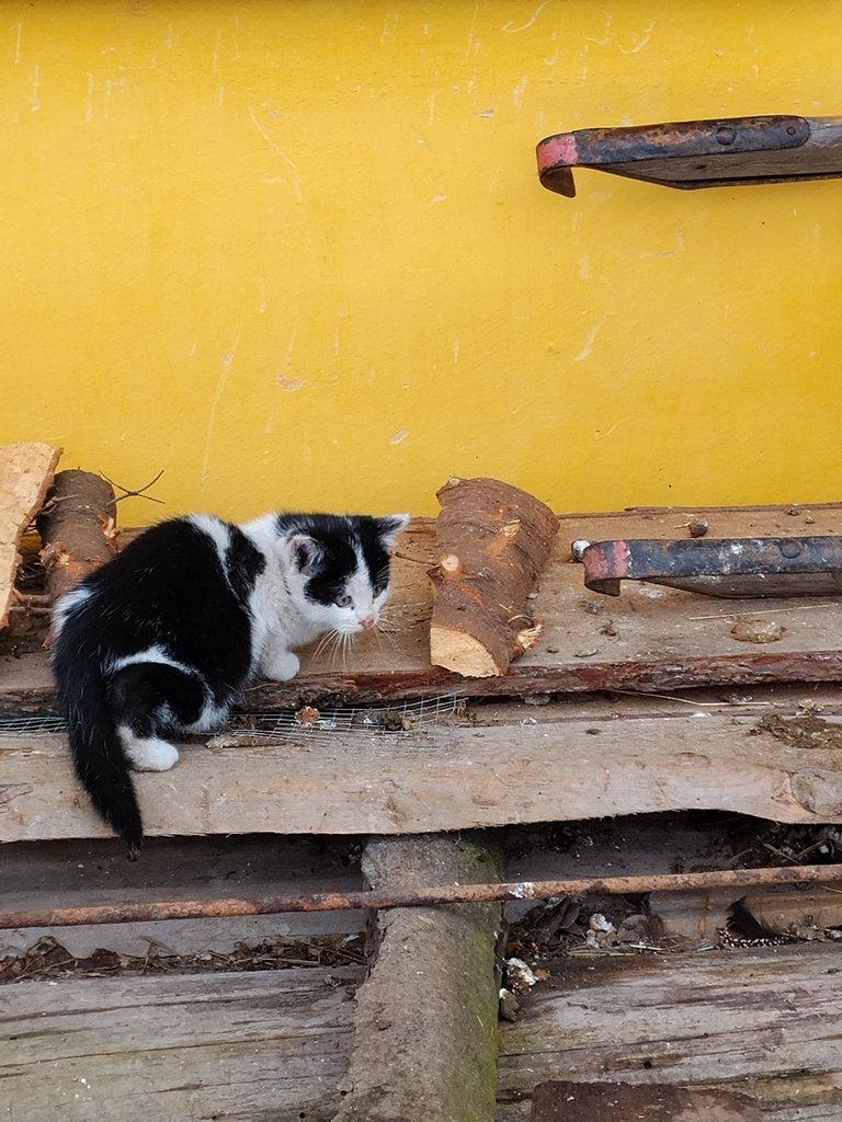 Kocourek černobílý,